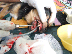 Intestinal Dental