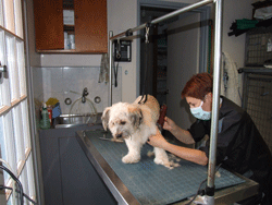 Groom Dog