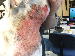 Skin scratching